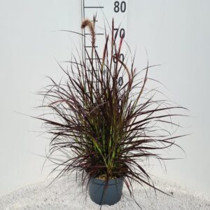 Pennisetum setaceum Rubrum Adv. P19
(1 Plants/Order)(19cmP 100cmH)