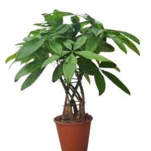Pachira aquatica Pachira aquatica cage 19 cm
(1 Plants/Order)(19cmP 65cmH)