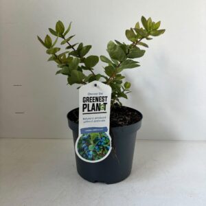 Lonicera cearulea 'Duet'
(1 Plants/Order)(19cmP 25cmH)