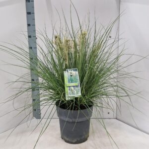 Cortaderia selloana Tiny Pampa (‘Day1’PBR)
(1 Plants/Order)(29cmP 80cmH)