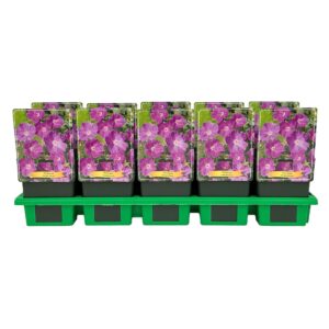 Geranium sanguineum
(10 Plants/Order)(11cmP 25cmH)