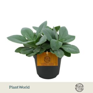 Senecio Mountain Fire Cephalophorus 10,5cm
(10 Plants/Order)(10.5cmP 999cmH)