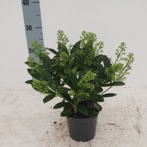 Skimmia japonica Finchy 13cm 15+ Flower
(8 Plants/Order)(13cmP 30cmH)