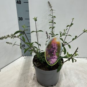 Buddleja Border Beauty dav.
(1 Plants/Order)(17cmP 30cmH)