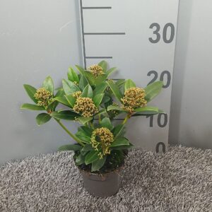 Skimmia Pink Dwarf japonica
(15 Plants/Order)(10.5cmP 25cmH)