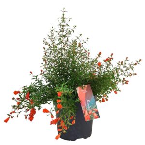 Punica granatum Nana Punica granatum Nana p17
(6 Plants/Order)(17cmP 45cmH)