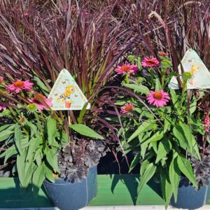Vaste plants other Triple Beauty pink
(1 Plants/Order)(27cmP 75cmH)