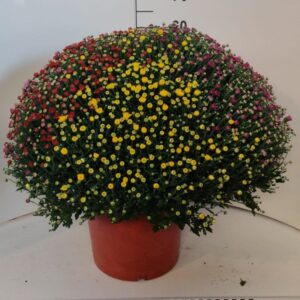 Chrysanthemum Indicum Grp) other Carnaval
(1 Plants/Order)(33cmP 70cmH)