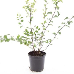 Spiraea vanhouttei
(8 Plants/Order)(14cmP 10cmH)