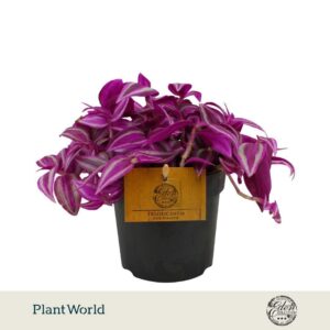 Tradescantia fluminensis Pink Parad 10,5cm
(6 Plants/Order)(10.5cmP 10cmH)