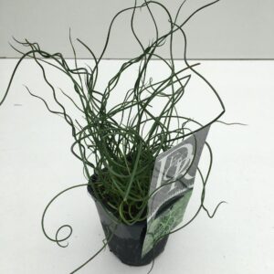 Juncus Spiralis
(10 Plants/Order)(13cmP 25cmH)