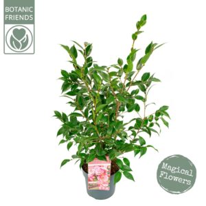 Camellia japonica Spring Festival' Premium
(1 Plants/Order)(19cmP 80cmH)