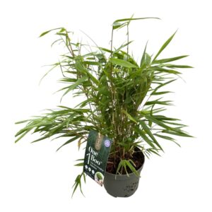 Fargesia other One Boo' P17
(1 Plants/Order)(17cmP 40cmH)