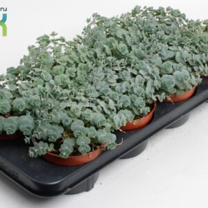 Sedum sieboldii Siebolii
(6 Plants/Order)(13cmP 20cmH)