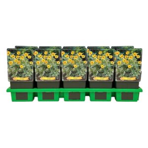 Heliopsis Variegata P11
(10 Plants/Order)(11cmP 40cmH)
