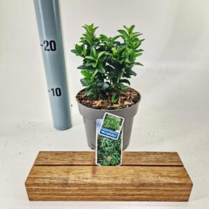 Euonymus japonicus Microphyllus
(8 Plants/Order)(13cmP 20cmH)