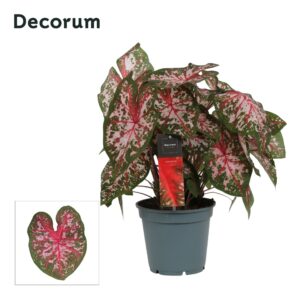 Caladium Carolyn Whorton
(6 Plants/Order)(17cmP 40cmH)