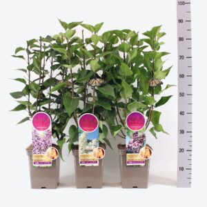 Syringa Large, 'Premium Selection' mix, C5
(1 Plants/Order)(23cmP 50cmH)