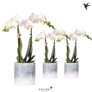 Phalaenopsis Multiflora white 2 spike in Sky Pot
(8 Plants/Order)(9cmP 40cmH)