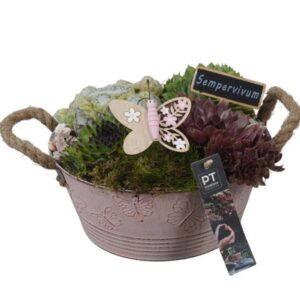 Arrangementen Sempervivum PTS7311 in metalen Pot
(4 Plants/Order)(23cmP 17cmH)