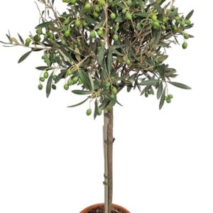 Olea europaea Stem 1241
(1 Plants/Order)(21cmP 100cmH)
