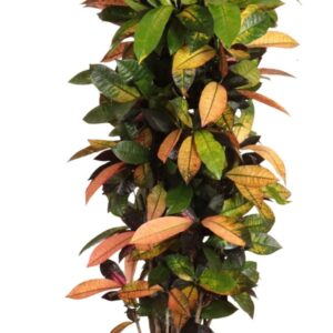Codiaeum Mrs Iceton var. busch
(1 Plants/Order)(30cmP 140cmH)