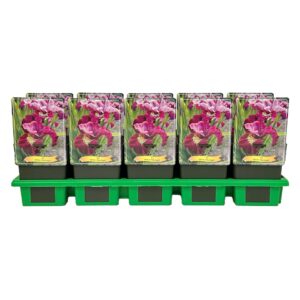 Iris sibirica Miss Apple' P11
(10 Plants/Order)(11cmP 25cmH)