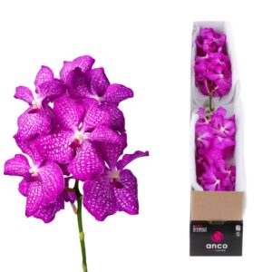 Vanda Kanchana Magic Pink Vanda Magic Pink X5
(5 Plants/Order)(cmP 25cmH)