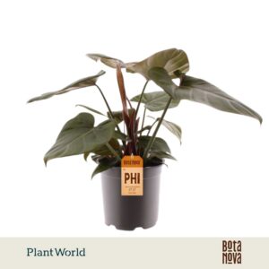 Philodendron Philodendron Summer Glory
(5 Plants/Order)(19cmP 50cmH)