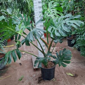 Monstera deliciosa big leaves 140
(1 Plants/Order)(40cmP 140cmH)