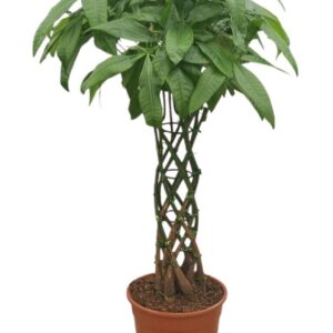 Pachira aquatica Pachira aquatica Cage 27 cm
(1 Plants/Order)(27cmP 100cmH)