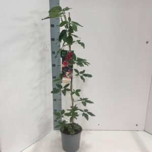 Akebia quinata gestokt
(1 Plants/Order)(17cmP 80cmH)