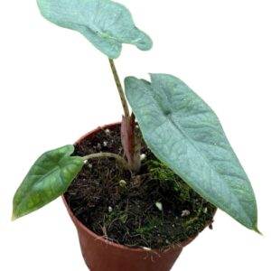Alocasia Alocasia Sulawesi Green Carpet
(14 Plants/Order)(8cmP 12cmH)