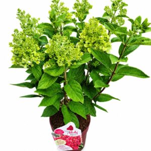 Hydrangea paniculata Bloody Marie' 40-60C6
(1 Plants/Order)(24cmP 60cmH)