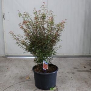 Acer palmatum Jerre Schwartz
(1 Plants/Order)(40cmP 120cmH)
