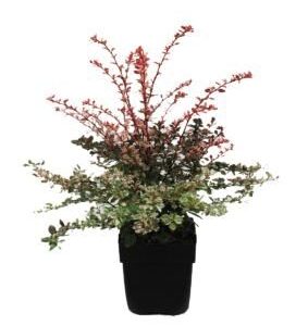Berberis thunbergii pink Glow
(6 Plants/Order)(17cmP 45cmH)