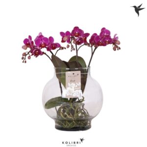 Phalaenopsis other purple more Roots purpel in Glas bowl transpar
(2 Plants/Order)(16cmP 50cmH)