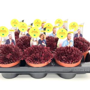 Sempervivum SEMPERVIVUM COLOROCKZ CORAL RED 10.5 'Belsemred1' Pbr
(9 Plants/Order)(10.5cmP 10cmH)