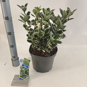 Euonymus japonicus Kathy
(1 Plants/Order)(23cmP 40cmH)