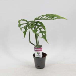 Monstera Obliqua Peru
(20 Plants/Order)(5.5cmP 25cmH)