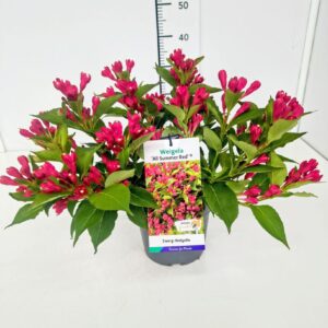 Weigela other All Summer Red' C5
(1 Plants/Order)(19cmP 30cmH)