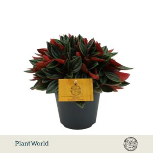 Peperomia Rosso 12cm
(8 Plants/Order)(12cmP 20cmH)