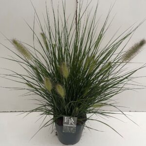Pennisetum alopecuroides Hameln
(1 Plants/Order)(23cmP 70cmH)