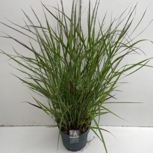 Panicum virgatum Squaw
(1 Plants/Order)(29cmP 90cmH)