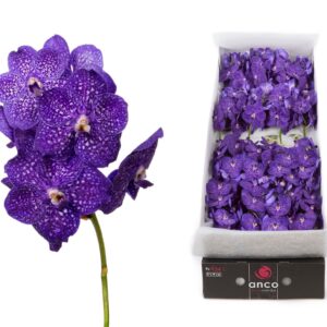 Vanda Nitaya Tweed Blue Vanda 20 spike Tweed Blue
(20 Plants/Order)(cmP 25cmH)