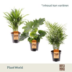 Indoor plants Groenmix Cuba (diverse soorten)
(7 Plants/Order)(14cmP 40cmH)