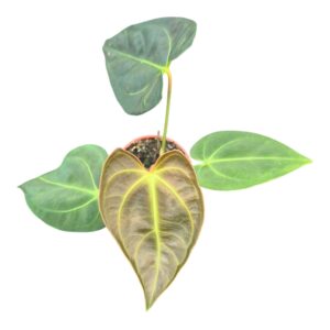 Anthurium Leaf Papillilaminum x Dark Phoenix
(2 Plants/Order)(7cmP 10cmH)