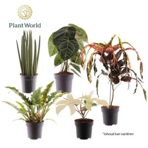Indoor plants gem. green 3 Types Luxury mix P19
(4 Plants/Order)(19cmP 50cmH)