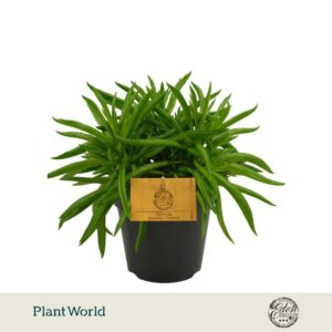 Peperomia ferreyrae Nevada
(4 Plants/Order)(12cmP 20cmH)