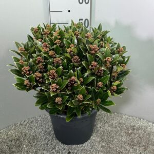 Skimmia japonica 'Antarctica'
(1 Plants/Order)(27cmP 55cmH)
